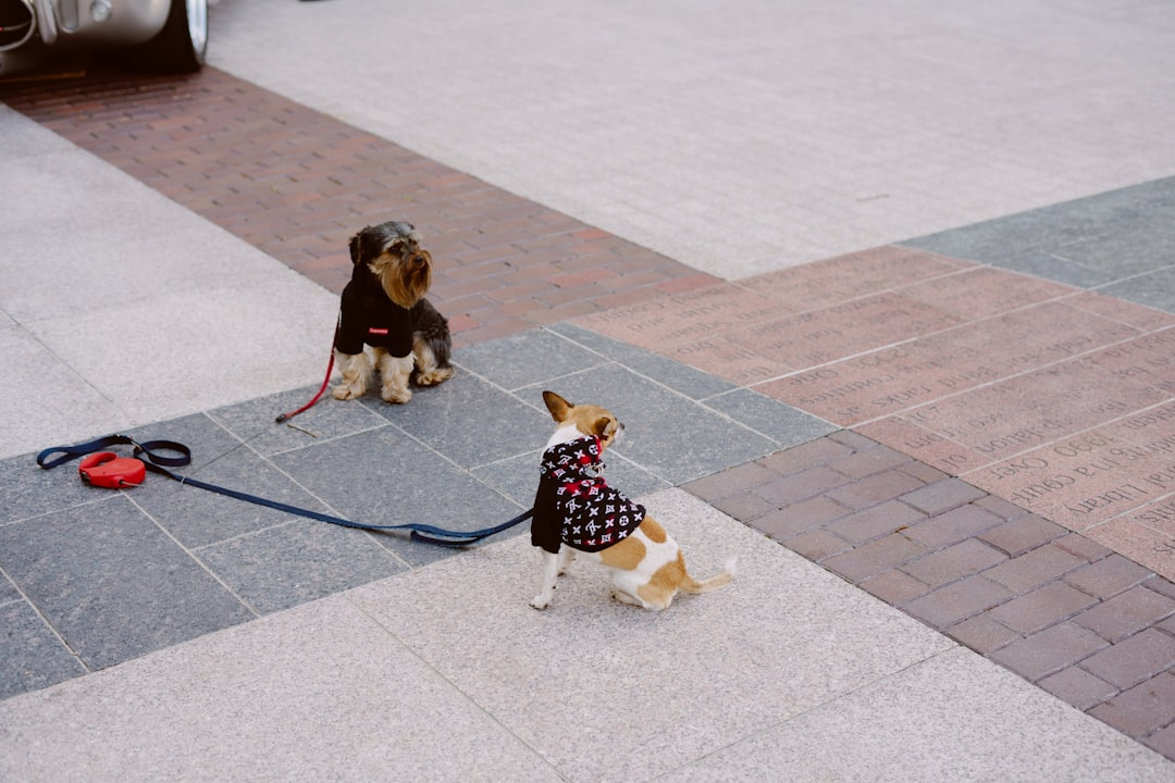 Основатель компании Dogwalkila.pro